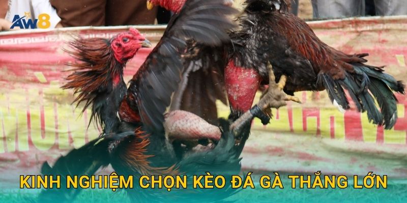 Kinh nghiệm chọn kèo đá gà thắng lớn