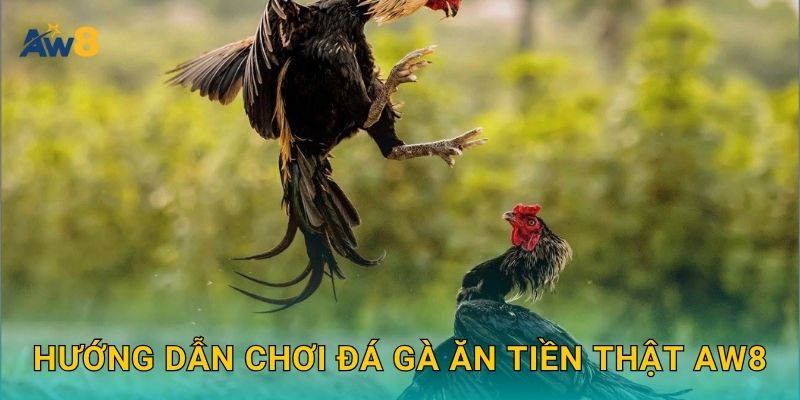 Hướng dẫn chơi Đá gà ăn tiền thật Aw8