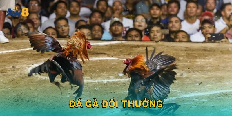 Đá gà đổi thưởng – Trải nghiệm giải trí có giá trị tại Aw8