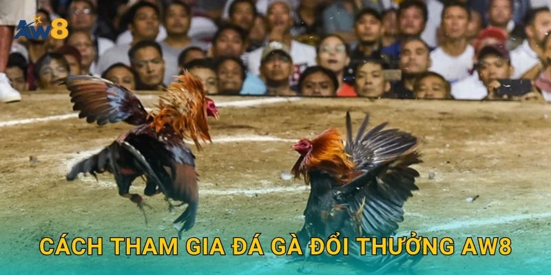 Đá gà đổi thưởng – Trải nghiệm giải trí có giá trị tại Aw8 2 Cách tham gia Đá gà đổi thưởng Aw8