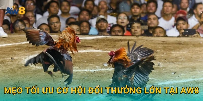 Đá gà đổi thưởng – Trải nghiệm giải trí có giá trị tại Aw8 3 Mẹo tối ưu cơ hội đổi thưởng lớn tại Aw8