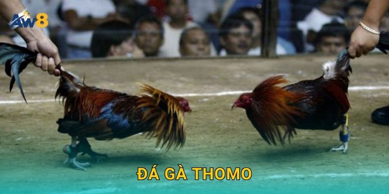 Đá gà Thomo – Đấu trường huyền thoại được tái hiện tại Aw8