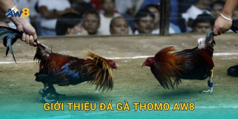 Đá gà Thomo – Đấu trường huyền thoại được tái hiện tại Aw8 2 Giới thiệu Đá gà Thomo Aw8