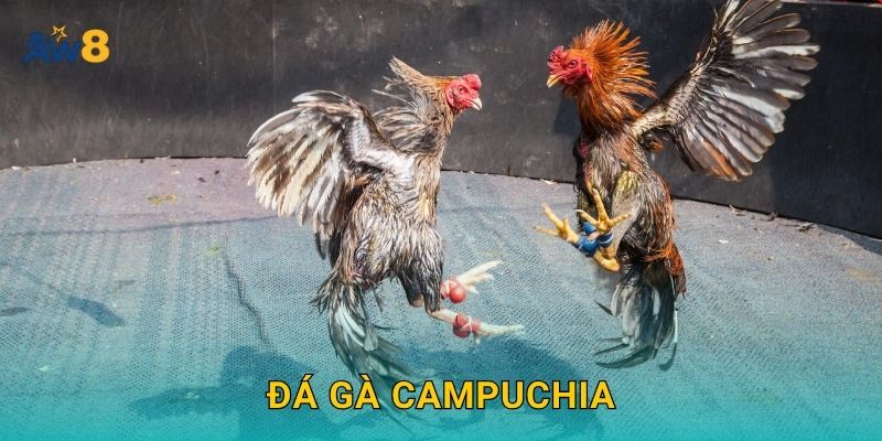 Đá gà Campuchia: Sảnh cược chuẩn quốc tế ngay tại Aw8
