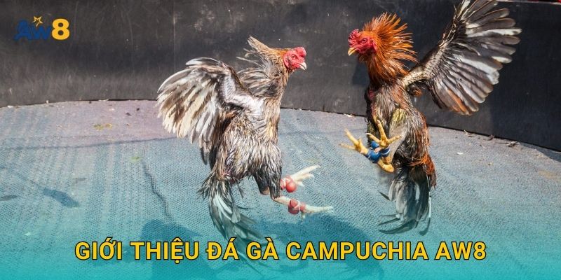 Giới thiệu Đá gà Campuchia Aw8