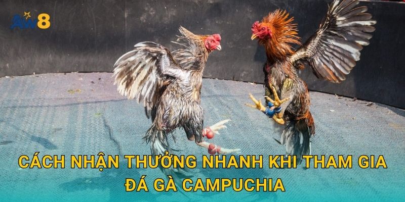 Cách nhận thưởng nhanh khi tham gia đá gà Campuchia