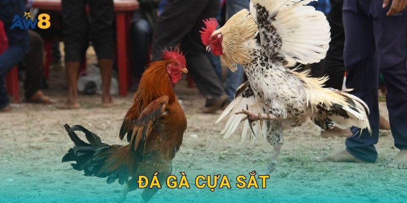Đá gà cựa sắt – Kịch tính từng giây, hấp dẫn tại Aw8