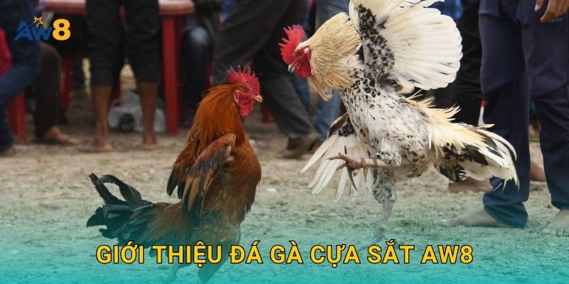 Đá gà cựa sắt – Kịch tính từng giây, hấp dẫn tại Aw8 2 Giới thiệu Đá gà cựa sắt Aw8