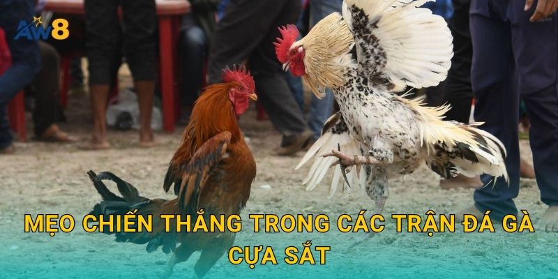 Đá gà cựa sắt – Kịch tính từng giây, hấp dẫn tại Aw8 3 Mẹo chiến thắng trong các trận đá gà cựa sắt