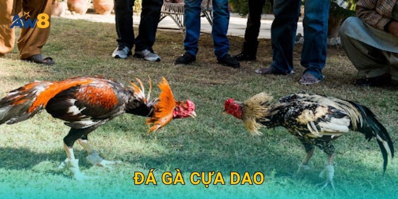 Đá gà cựa dao – Đỉnh cao tốc độ và chiến thuật tại Aw8