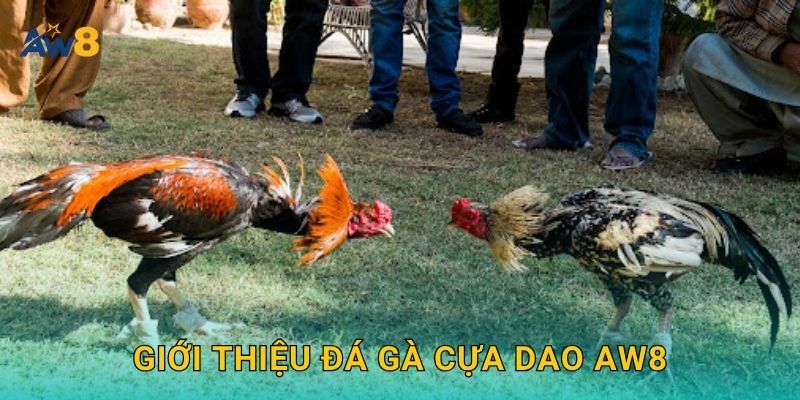 Giới thiệu Đá gà cựa dao Aw8