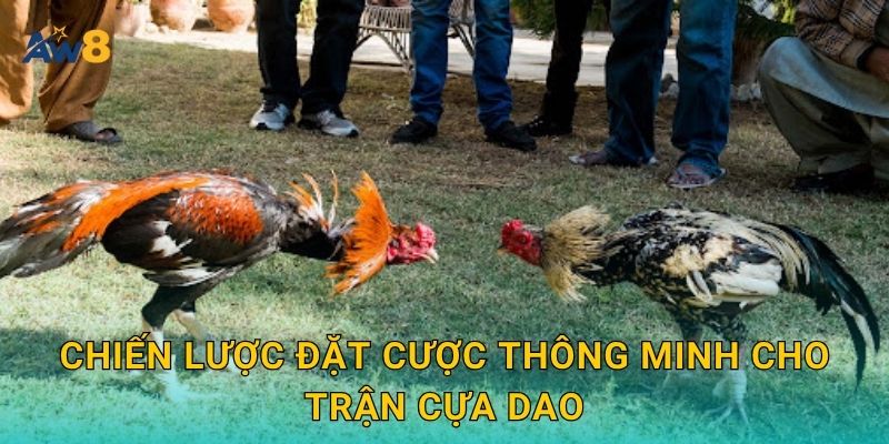 Chiến lược đặt cược thông minh cho trận cựa dao