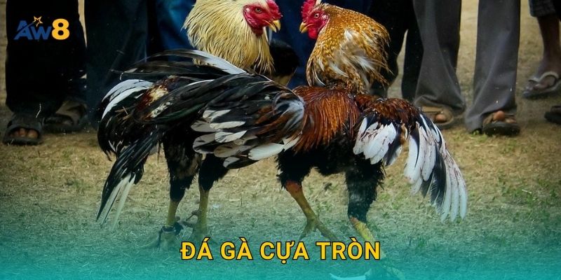Đá gà cựa tròn – Sự cân bằng và bền bỉ trong mỗi trận tại Aw8