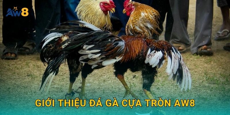 Giới thiệu Đá gà cựa tròn Aw8