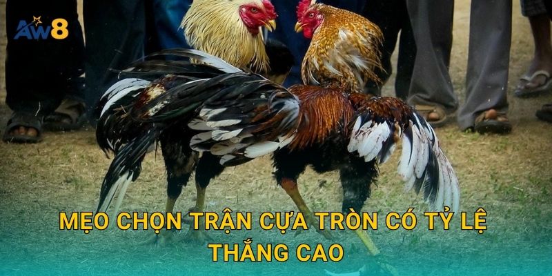Mẹo chọn trận cựa tròn có tỷ lệ thắng cao