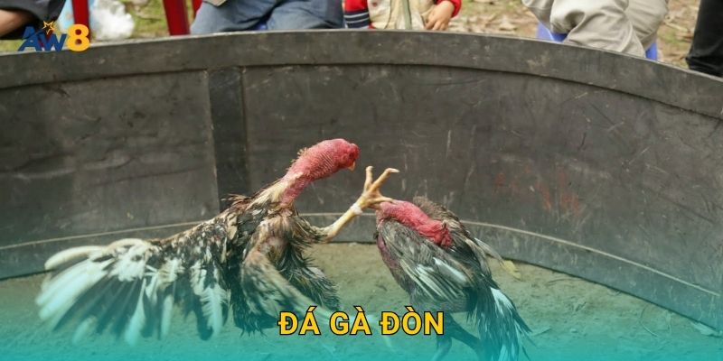 Đá gà đòn – Sức mạnh truyền thống được tôn vinh tại Aw8 1 Đá gà đòn – Sức mạnh truyền thống được tôn vinh tại Aw8