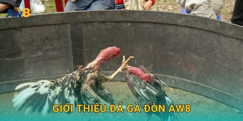 Đá gà đòn – Sức mạnh truyền thống được tôn vinh tại Aw8 2 Giới thiệu Đá gà đòn Aw8