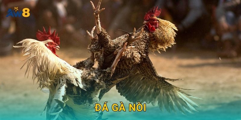 Đá gà nòi – Tinh hoa dân gian Việt được tái hiện tại Aw8