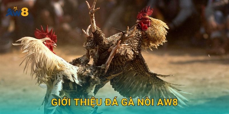 Đá gà nòi – Tinh hoa dân gian Việt được tái hiện tại Aw8 2 Giới thiệu Đá gà nòi Aw8