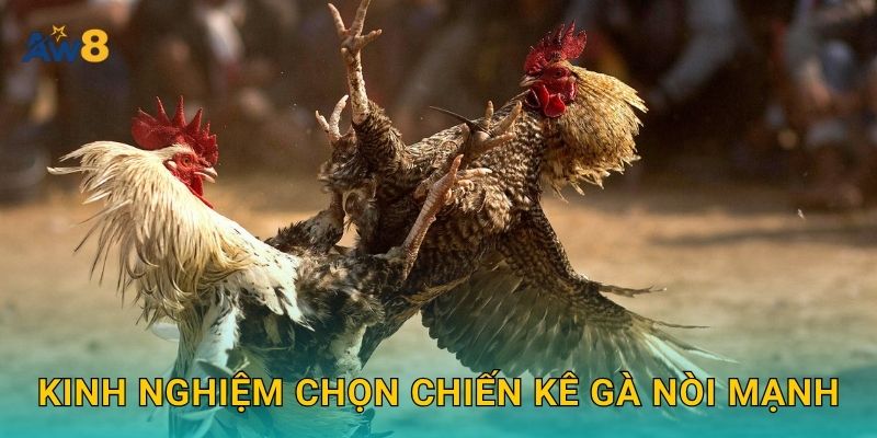 Đá gà nòi – Tinh hoa dân gian Việt được tái hiện tại Aw8 3 Kinh nghiệm chọn chiến kê gà nòi mạnh