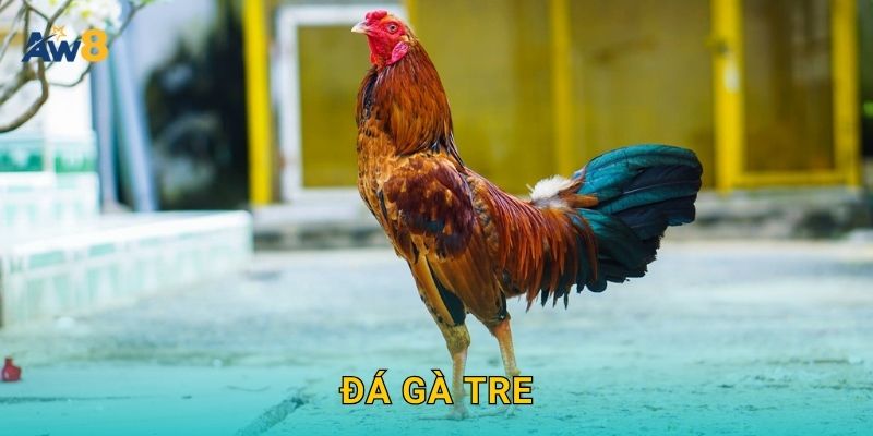 Đá gà tre – Trận đấu nhỏ, tinh thần lớn tại Aw8