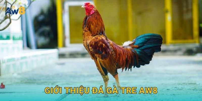 Giới thiệu Đá gà tre Aw8