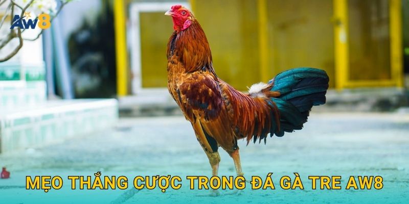 Mẹo thắng cược trong đá gà tre Aw8