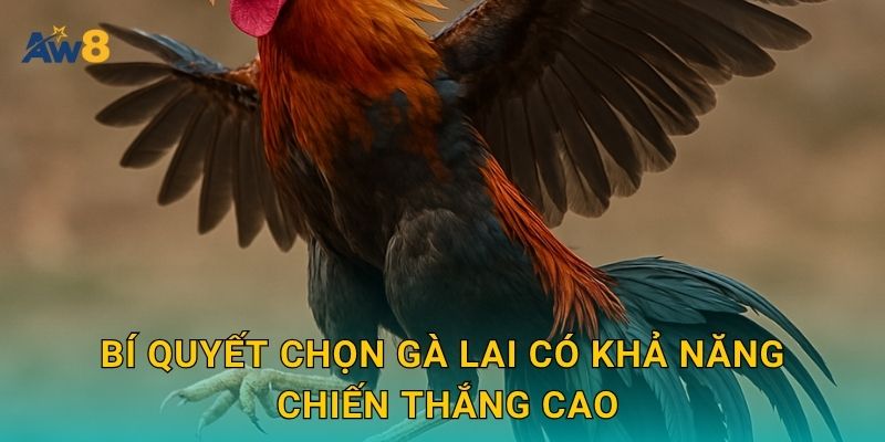 Đá gà lai – Sự kết hợp sức mạnh và tốc độ tại Aw8 3 Bí quyết chọn gà lai có khả năng chiến thắng cao