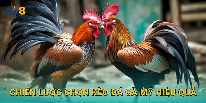 đá gà Mỹ lợi thế tỷ lệ – Cơ hội bứt phá vốn tại Aw8 3 Chiến lược chọn kèo đá gà Mỹ hiệu quả