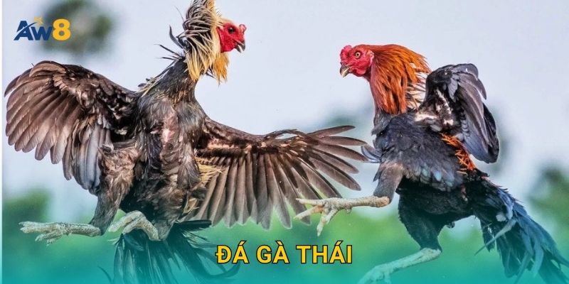 đá gà Thái – Ưu đãi nhập cuộc, săn thưởng ổn định tại Aw8