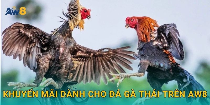 đá gà Thái – Ưu đãi nhập cuộc, săn thưởng ổn định tại Aw8 3 Khuyến mãi dành cho đá gà Thái trên Aw8