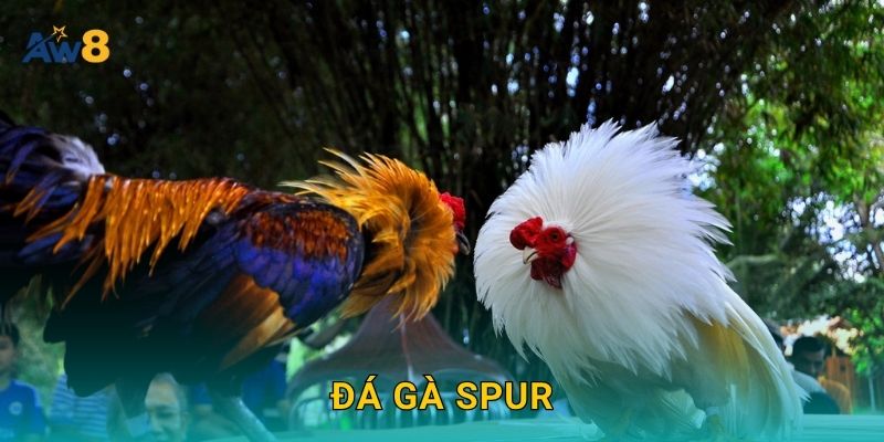 đá gà spur nhịp nhanh – Tối đa hóa cơ hội thắng tại Aw8