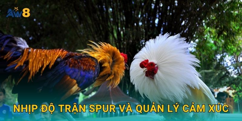 Nhịp độ trận spur và quản lý cảm xúc