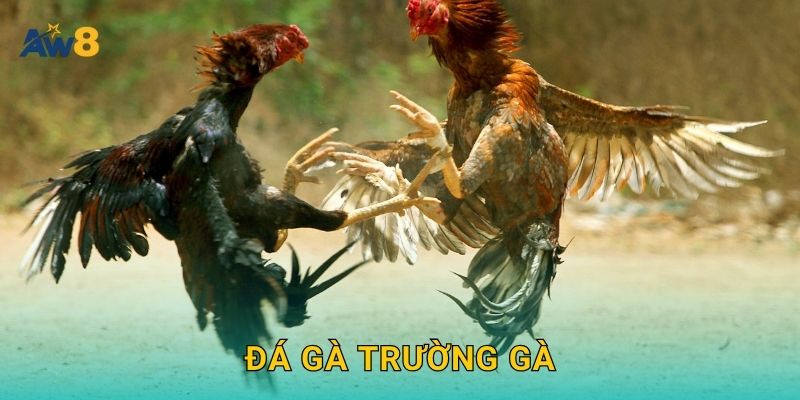 đá gà trường gà – Không gian chuẩn đấu trường tại Aw8