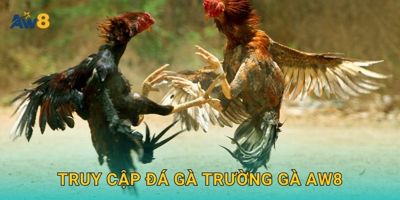 Truy cập đá gà trường gà Aw8