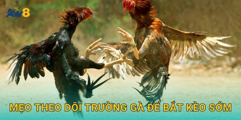 Mẹo theo dõi trường gà để bắt kèo sớm