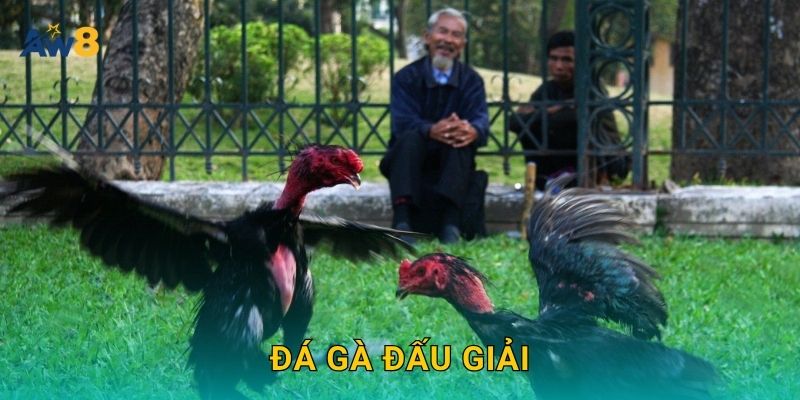 đá gà đấu giải – Cơ cấu kèo đa dạng, lợi thế lớn tại Aw8